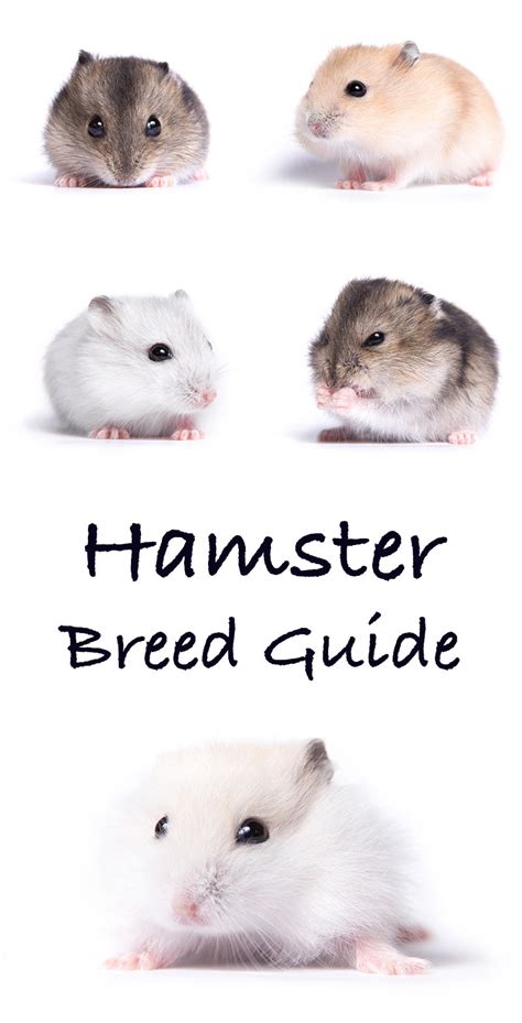 hamster hamsters|hamster hamsters breeds.